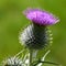 Extreme close-up of the spear thistle in full bloom in summer