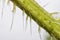 Extreme close up of stem of stinging nettle Urtica dioica