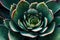 An extreme close-up of a succulent, highlighting its water-storing leaves and intricate textures