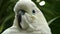 Extreme close up of a sulphur crested cockatoo at bali bird park on the island of bali