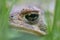 Extreme close up of toad face hiding among green grass