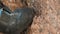 Extreme close - up of the toe of a rock shoe stepping on a rock ledge.