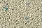 Extreme close up, top down view of clumping bentonite cat litter toilet sand. Macro texture background