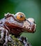 Extreme close up of the Triprion spinosus or Coronated Tree Frog, a species of amphibian of Costa Rica