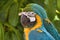 Extreme close-up of two blue parrots with brilliant yellow markings sitting side by side.