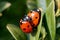 Extreme close up of two ladybirds mating on a leaf