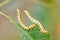 Extreme close up of two late instar larvae of Erythrina moths Agathodes designalis Guene, feeding on a leaf of a rose bush