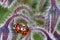 Extreme close-up of two red and black spotted ladybugs mating on a plant.