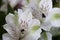 An Extreme Close-up of Two White Alstroemeria Lilies with Small Violet Markings with deep Purple Stigma.