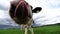 Extreme close-up video of a curious Friesian Holstein dairy cow