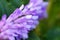 Extreme close up view of defocused beautiful purple fresh flower in with soft green leaves. Macro detail blurry backdrop