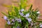 Extreme close-up view of fresh purple blooming rosemary twigs from the herb garden