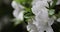 Extreme Close Up White Azalea