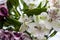 An Extreme Close-up of White  and Violet Alstroemeria Lilies Both Color Variations with white and violet flowers.