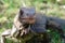 Extreme close-up of wild iguana on tropical island.