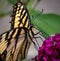 Extreme close up of Yellow Swallowtail butterfly, Papilio machaon  .CR2