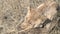 an extreme close up of a young lion eating a warthog in serengeti national park