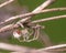 Extreme closeup of backyard white spider species - on a shrub in Minnesota