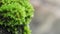 Extreme closeup of a beautiful group of rare decorative green moss on a tree trunk, selective focusing. Background concept