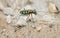 Extreme Closeup of a Brightly Colored Tiger Beetle in the Wild