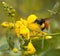 Extreme closeup of bumble bee hovering over yellow flower Vilcabamba Ecuador