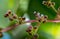 Extreme closeup of Chinese money plant flowers in bloom Pilea peperomioides