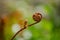 Extreme closeup of a Cinnamon fern frond forming