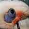 Extreme closeup cockatiel