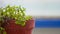 Extreme Closeup of Coriander Plant in a Flowerpot,