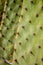 Extreme closeup of cow`s tongue prickly pear cactus or lengua de vaca cactus