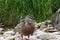 Extreme closeup of a female Mallard duck looking straight at the camera