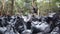 Extreme closeup of a flock of pigeons landing on each other and fighting to eat seeds in a park on a cloudy day