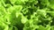 Extreme closeup fresh appetizing curved leaves lettuce turning around macro shot greenery bunch