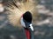 Extreme Closeup Grey Crowned Crane