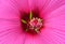 Extreme closeup of hibiscus flower