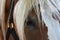 Extreme closeup of Horse