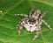 Extreme closeup of jumping spider