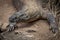 Extreme closeup of Komodo Dragon lizard.