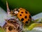 Extreme closeup of a lady beetle eating another insect on a summer day near the Minnesota River in the Minnesota Valley National W