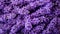 Extreme Closeup of Lavender Flowers AI Generated