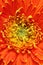 Extreme closeup(macro) of beautiful gerbera flower