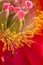 Extreme closeup macro of flower fly species on beautiful red and yellow blooming wildflower - in Minnesota