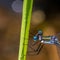 Extreme closeup macro of spreadwing damselfly on blade of grass in Governor Knowles State Forest - great detail of eye and thorax