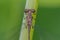 Extreme closeup macro of spreadwing damselfly on blade of grass in Theodore Wirth Park - Upper Midwest - great detail of eye and t