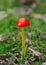 Extreme closeup of a Mycena acicula or Orange Bonnet mushroom