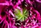 Extreme closeup of opium poppy flower