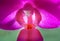 Extreme closeup of the Orchid: Doritaenopsis Queen Beer Mutation