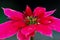 Extreme Closeup of Pointsettia or red christmas flower. selective focus