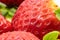 Extreme closeup shot of red sweet strawberries  with seed detail