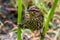 An Extreme Closeup Shot of a Small Winter Wren on Stilts